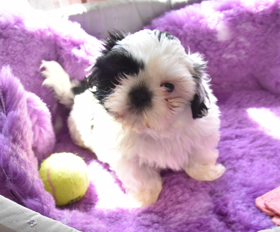 de la maison du ryez - Chiots disponibles - Shih Tzu