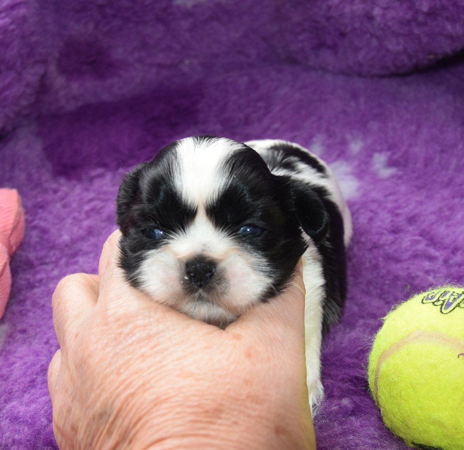de la maison du ryez - Chiots disponibles - Shih Tzu
