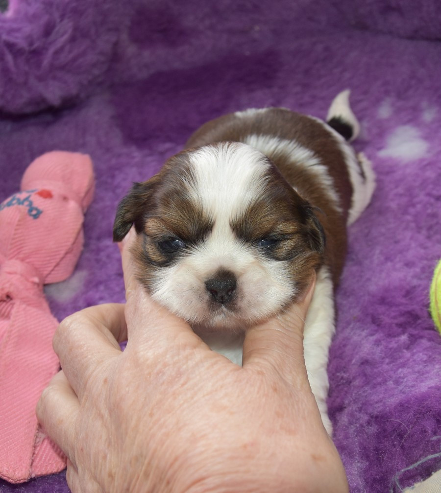 de la maison du ryez - Chiots disponibles - Shih Tzu