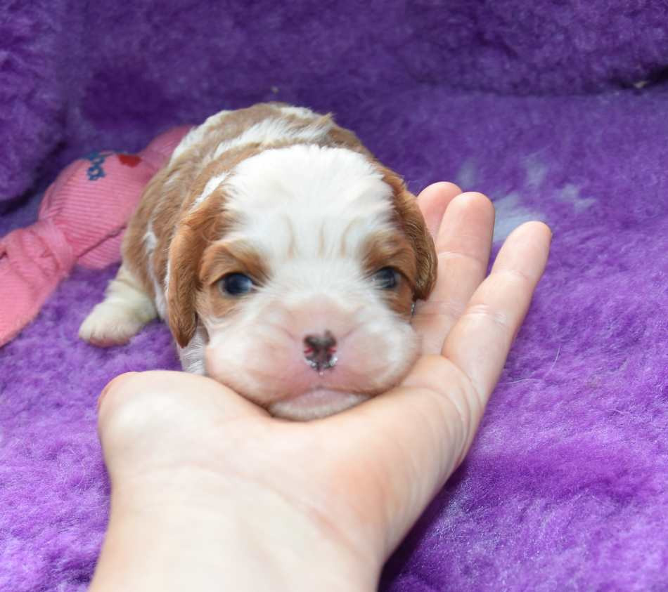 de la maison du ryez - Chiots disponibles - Cavalier King Charles Spaniel