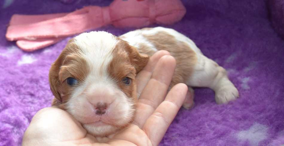 de la maison du ryez - Chiots disponibles - Cavalier King Charles Spaniel
