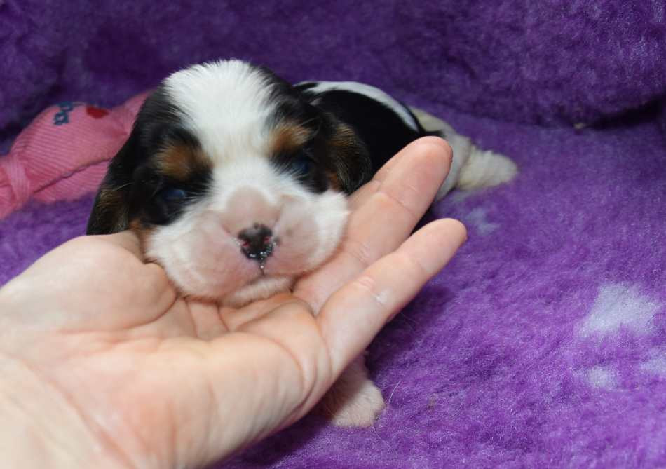 de la maison du ryez - Chiots disponibles - Cavalier King Charles Spaniel