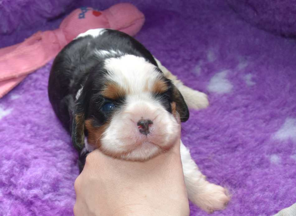 de la maison du ryez - Chiots disponibles - Cavalier King Charles Spaniel