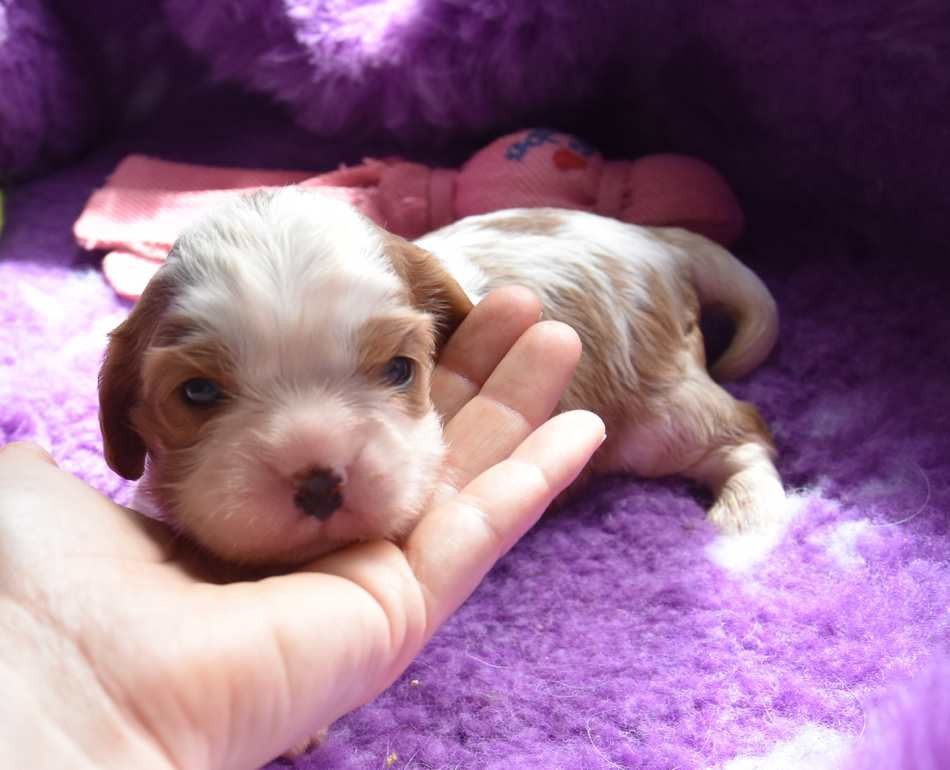 de la maison du ryez - Chiots disponibles - Cavalier King Charles Spaniel