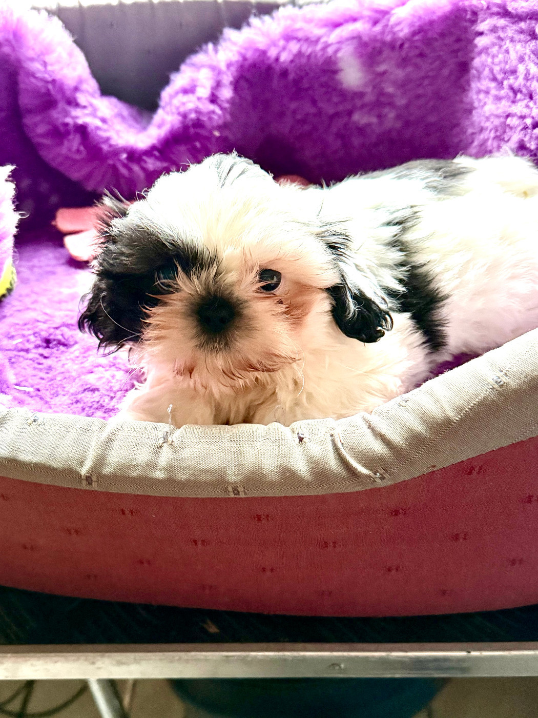 de la maison du ryez - Chiots disponibles - Shih Tzu