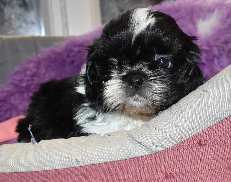 de la maison du ryez - Chiots disponibles - Shih Tzu
