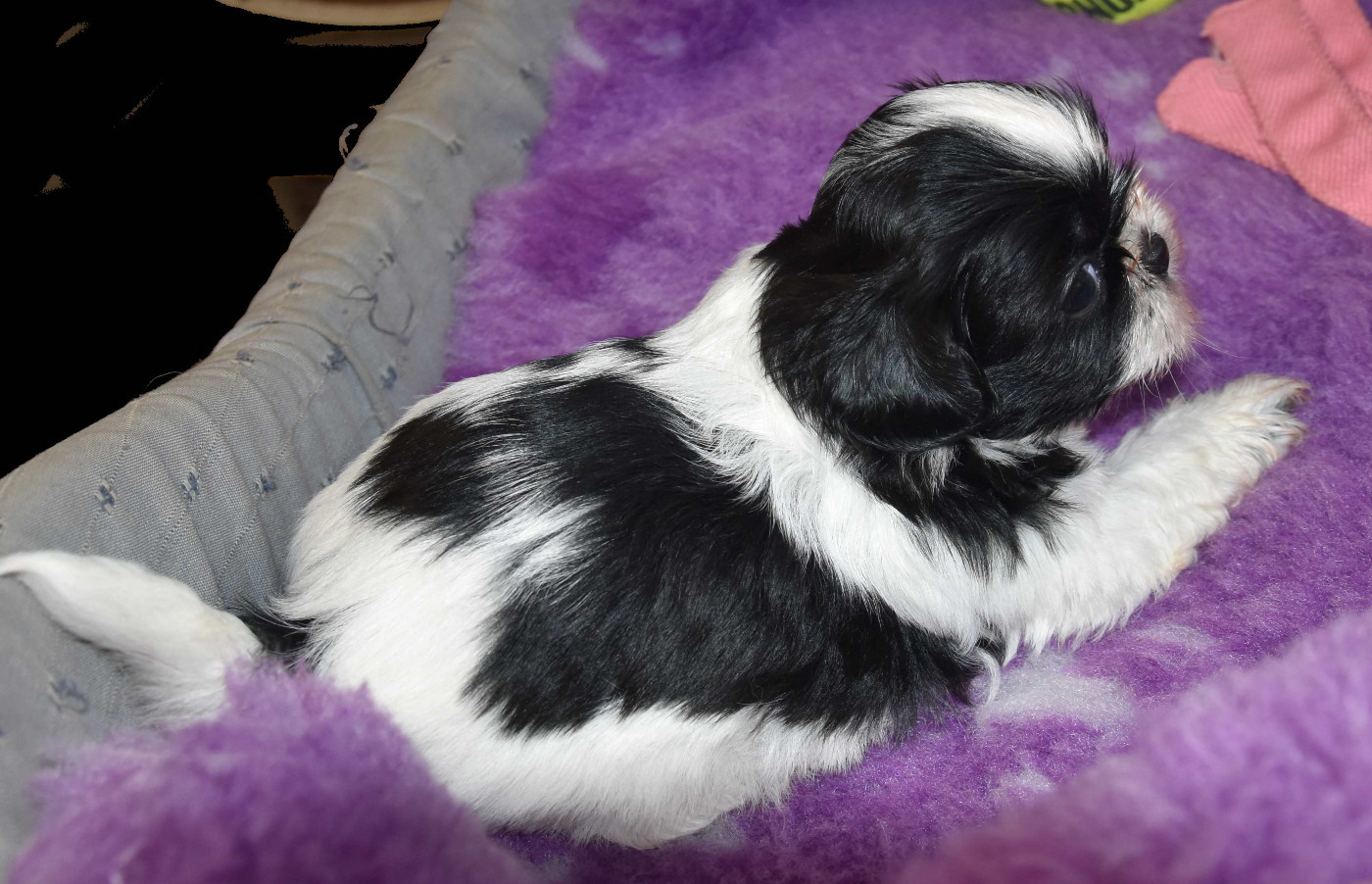 de la maison du ryez - Chiots disponibles - Shih Tzu