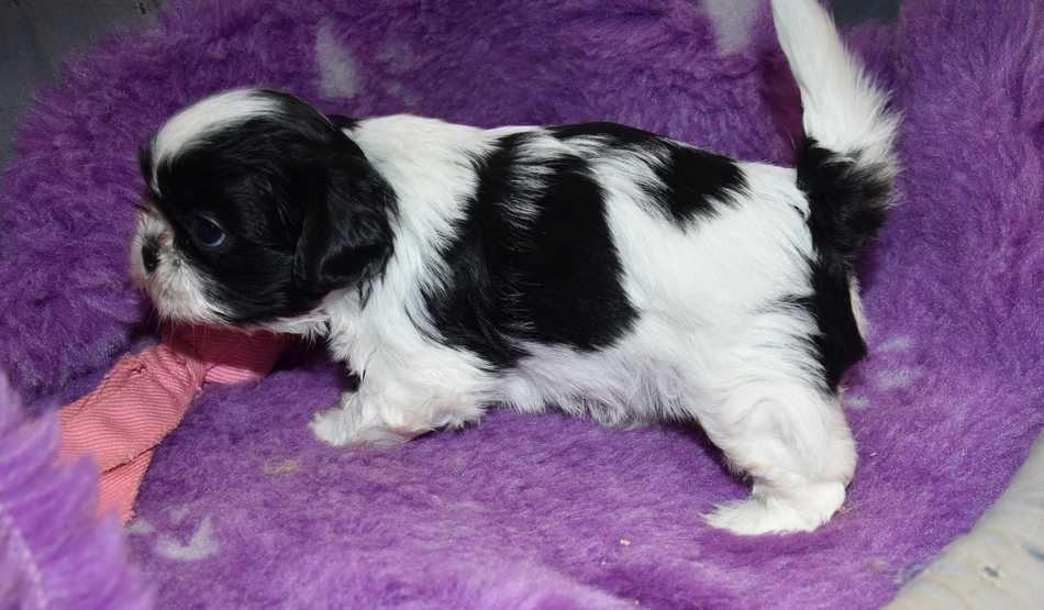 de la maison du ryez - Chiots disponibles - Shih Tzu