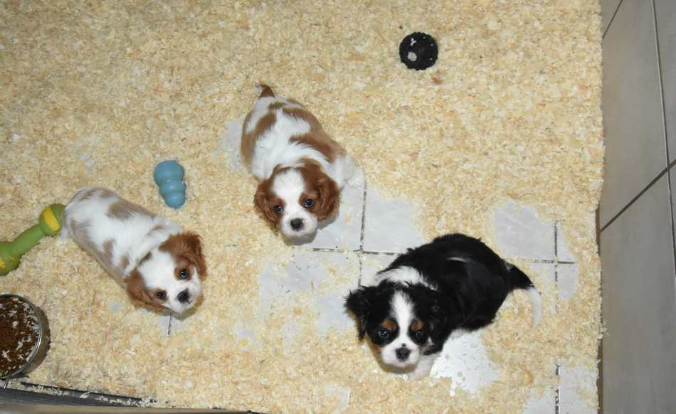 Chiot Cavalier King Charles Spaniel de la maison du ryez