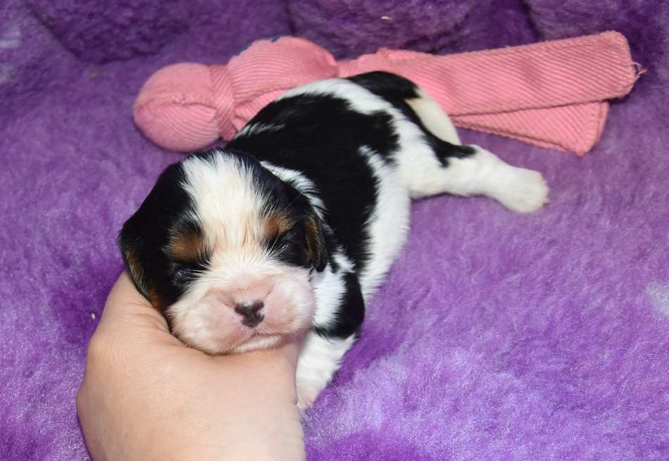 de la maison du ryez - Chiots disponibles - Cavalier King Charles Spaniel