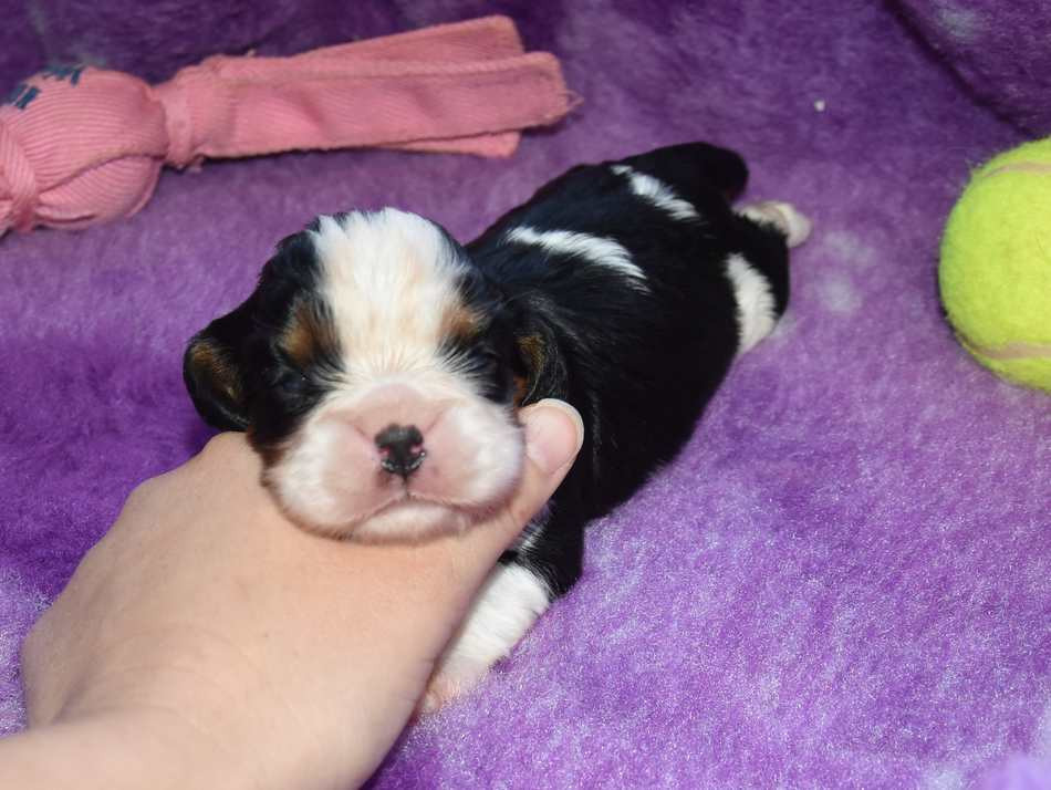 de la maison du ryez - Chiots disponibles - Cavalier King Charles Spaniel