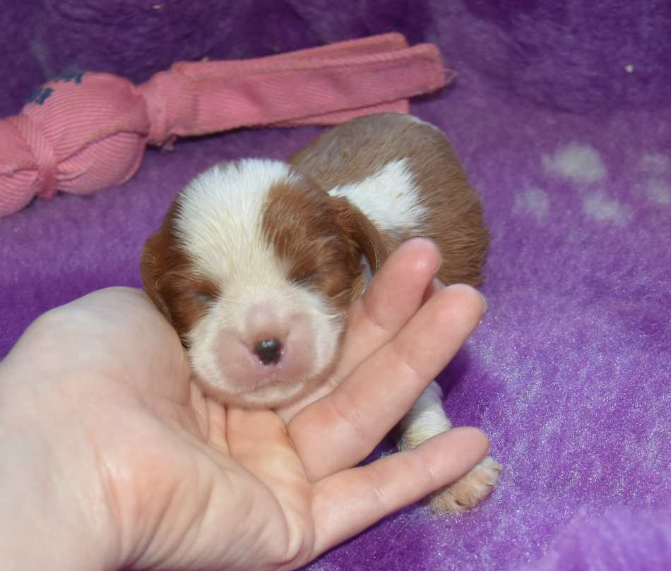 de la maison du ryez - Chiots disponibles - Cavalier King Charles Spaniel