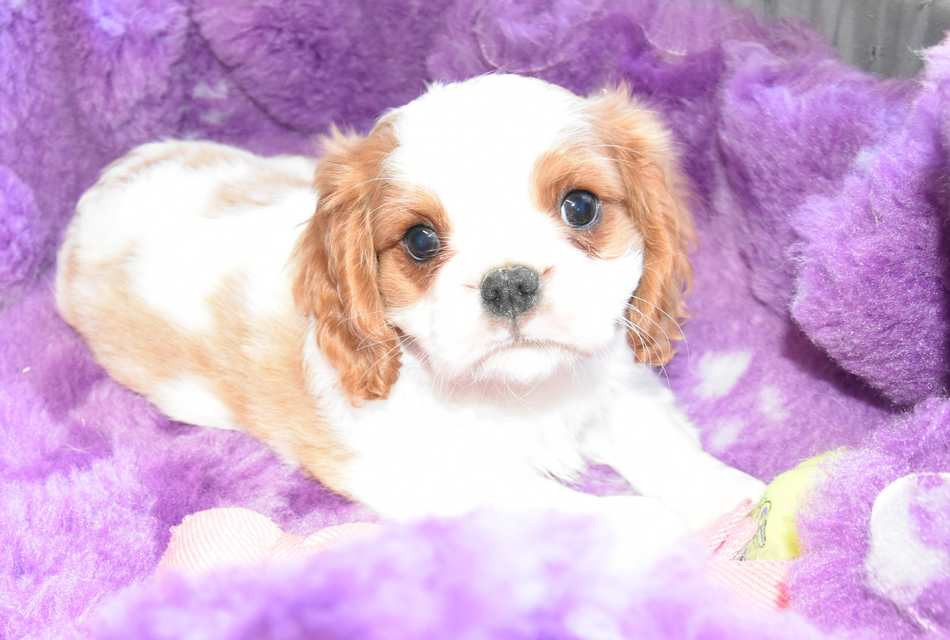 de la maison du ryez - Chiots disponibles - Cavalier King Charles Spaniel