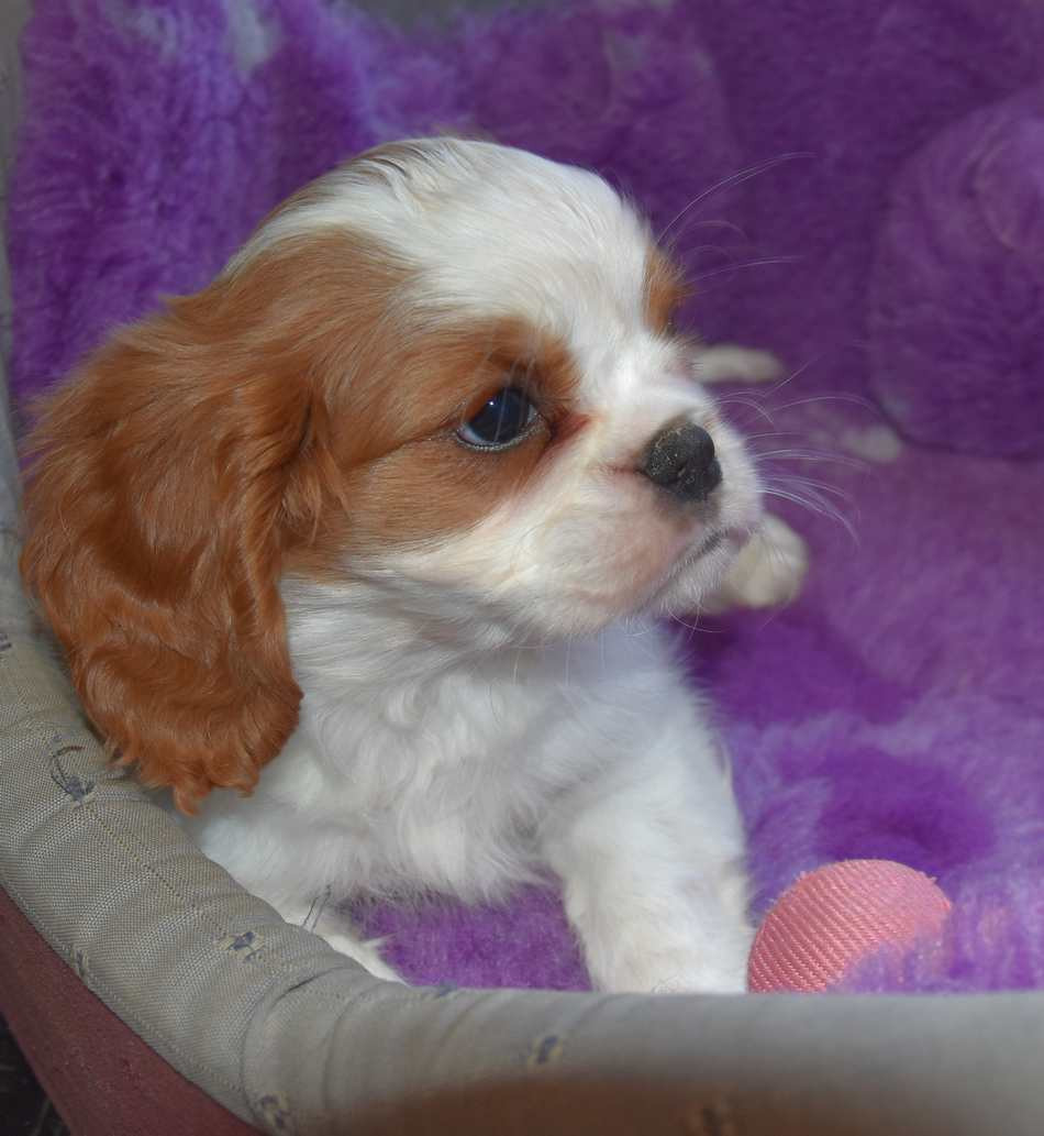 de la maison du ryez - Chiots disponibles - Cavalier King Charles Spaniel