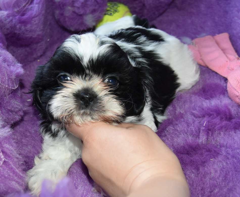 de la maison du ryez - Chiots disponibles - Shih Tzu
