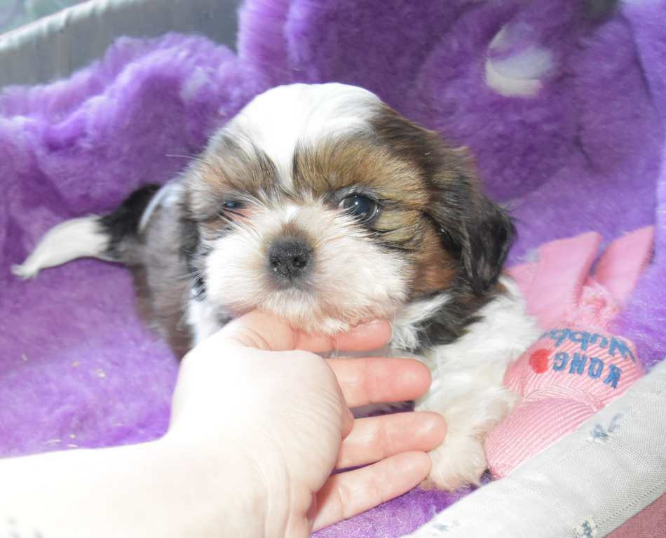 de la maison du ryez - Chiots disponibles - Shih Tzu