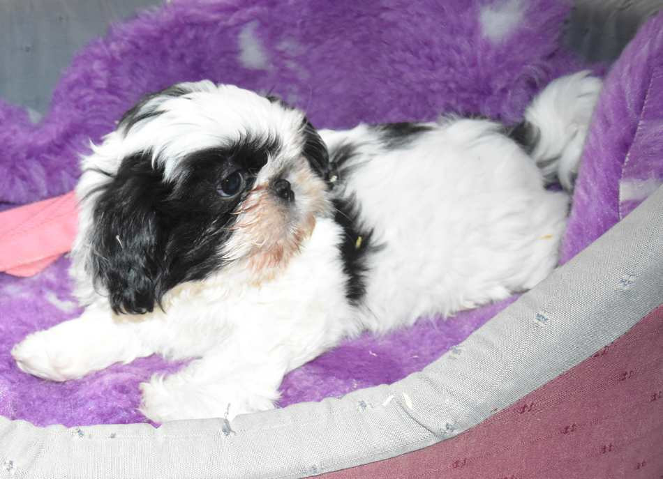 de la maison du ryez - Chiots disponibles - Shih Tzu