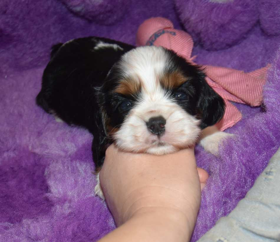 de la maison du ryez - Chiots disponibles - Cavalier King Charles Spaniel