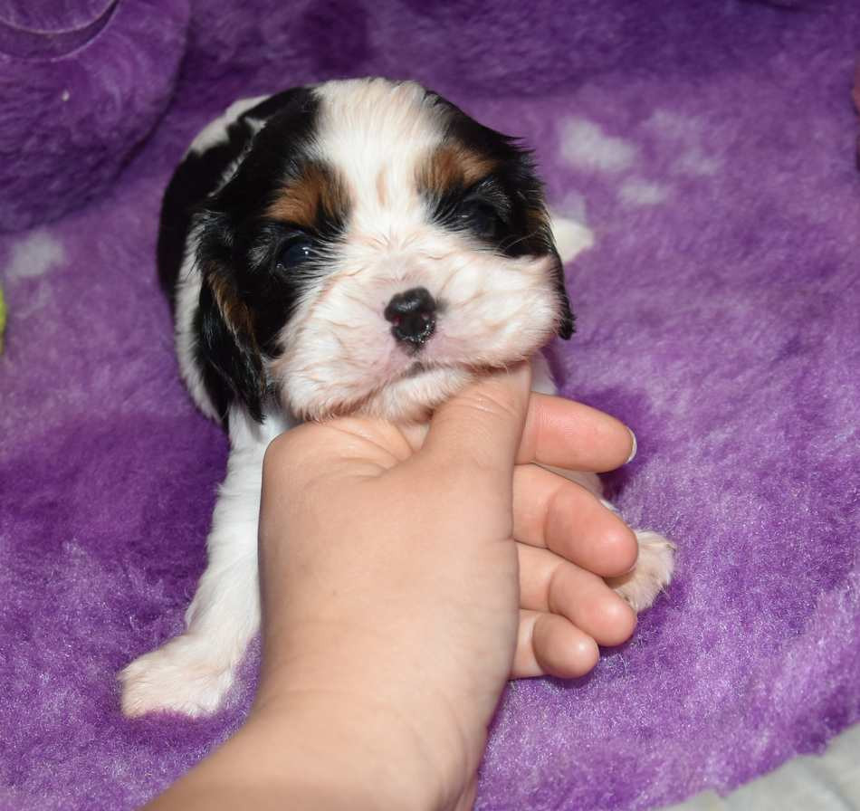 de la maison du ryez - Chiots disponibles - Cavalier King Charles Spaniel
