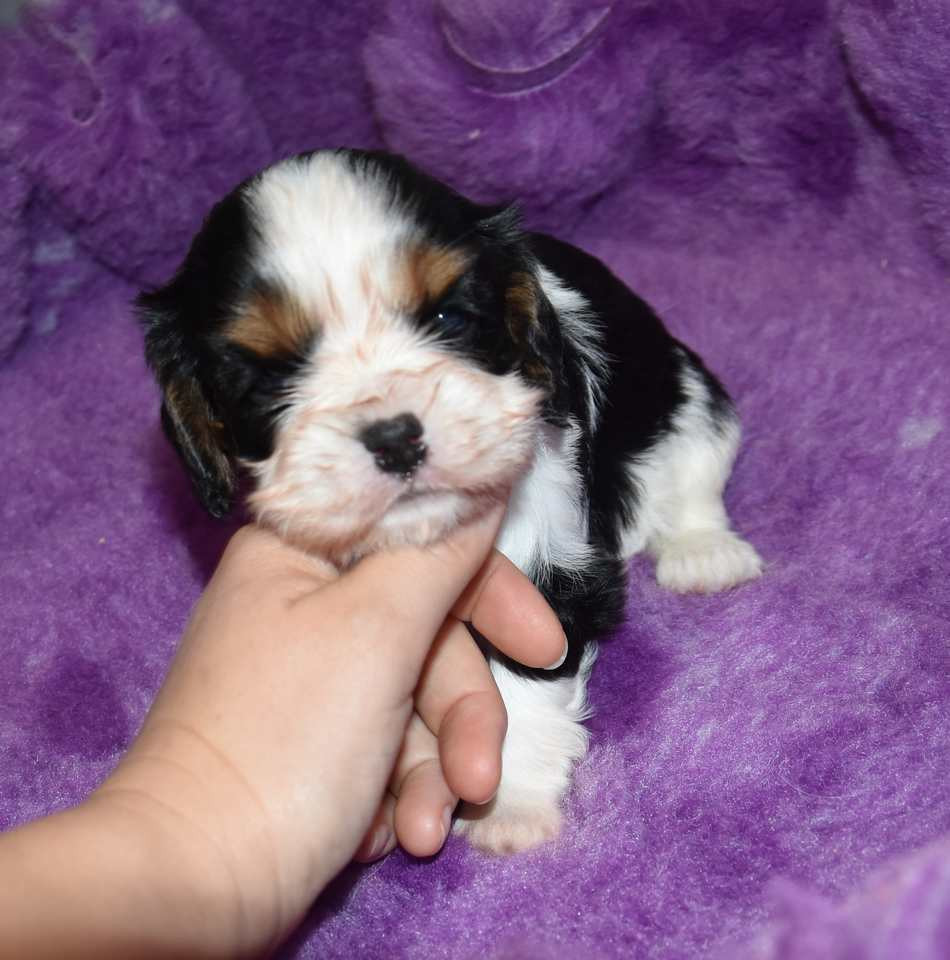 de la maison du ryez - Chiots disponibles - Cavalier King Charles Spaniel