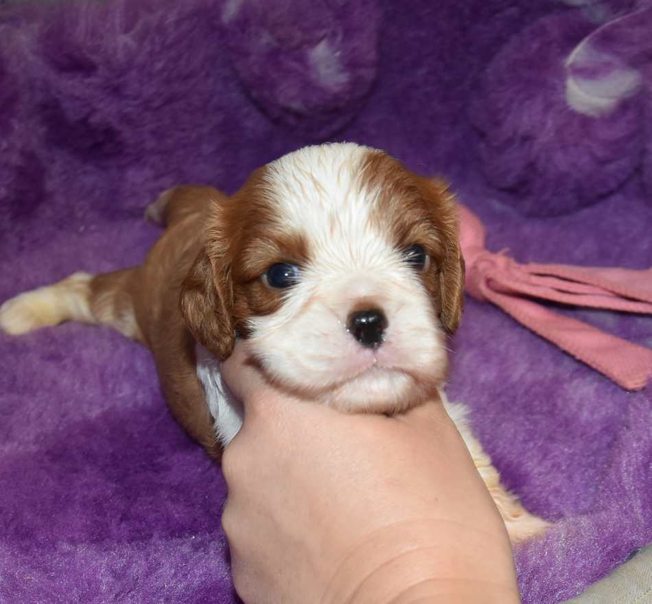 de la maison du ryez - Chiots disponibles - Cavalier King Charles Spaniel