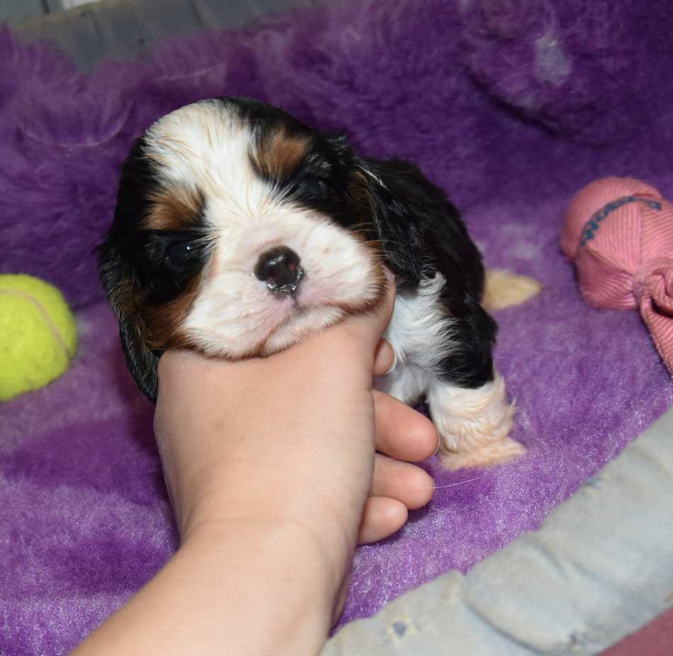 de la maison du ryez - Chiots disponibles - Cavalier King Charles Spaniel