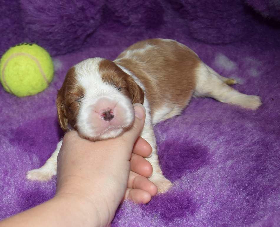 de la maison du ryez - Chiots disponibles - Cavalier King Charles Spaniel