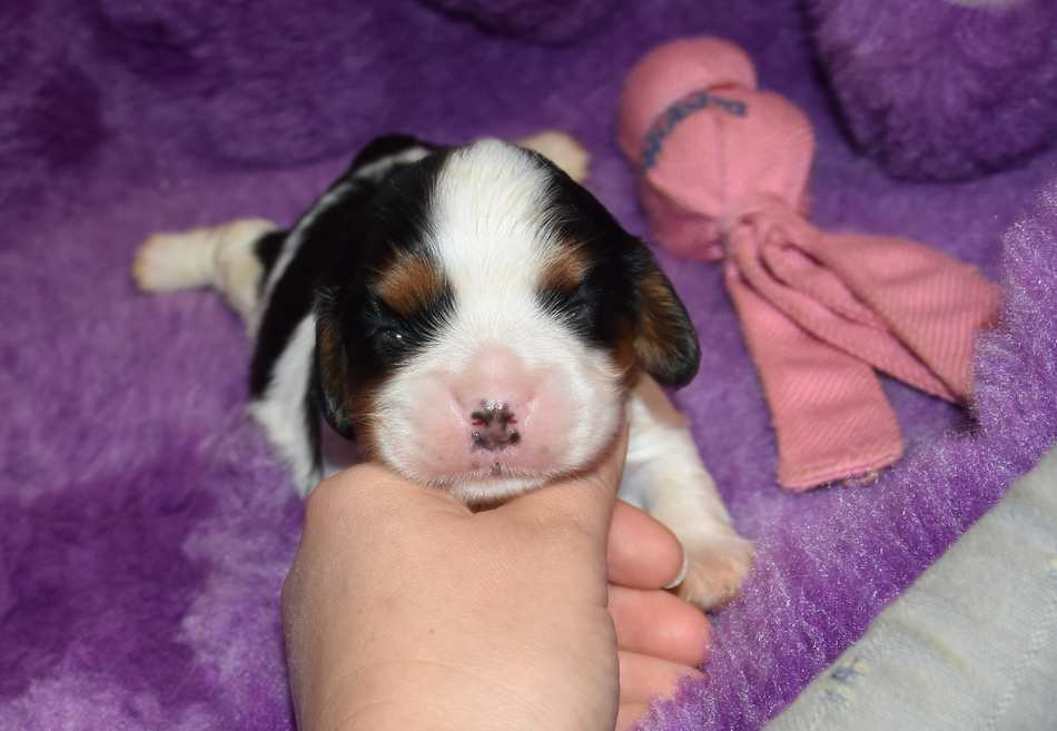 de la maison du ryez - Chiots disponibles - Cavalier King Charles Spaniel