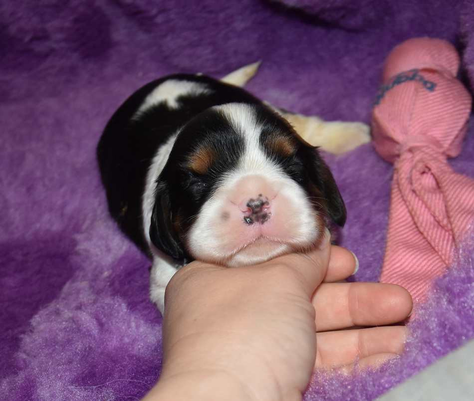 de la maison du ryez - Chiots disponibles - Cavalier King Charles Spaniel