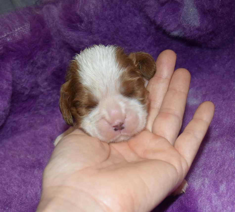 de la maison du ryez - Chiots disponibles - Cavalier King Charles Spaniel