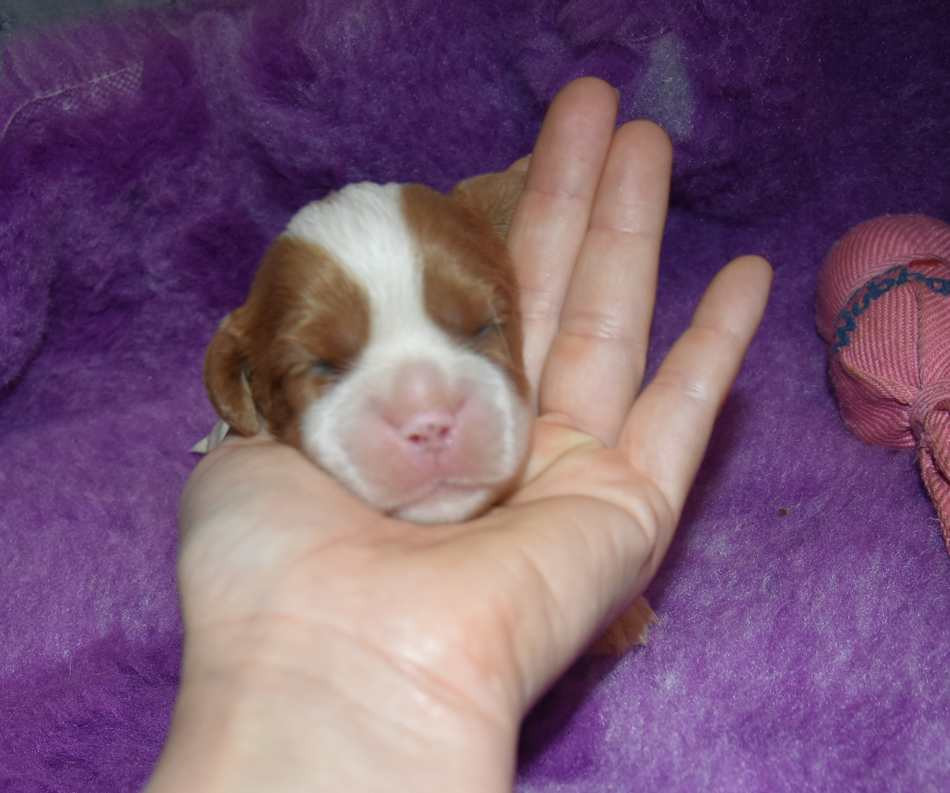de la maison du ryez - Chiots disponibles - Cavalier King Charles Spaniel