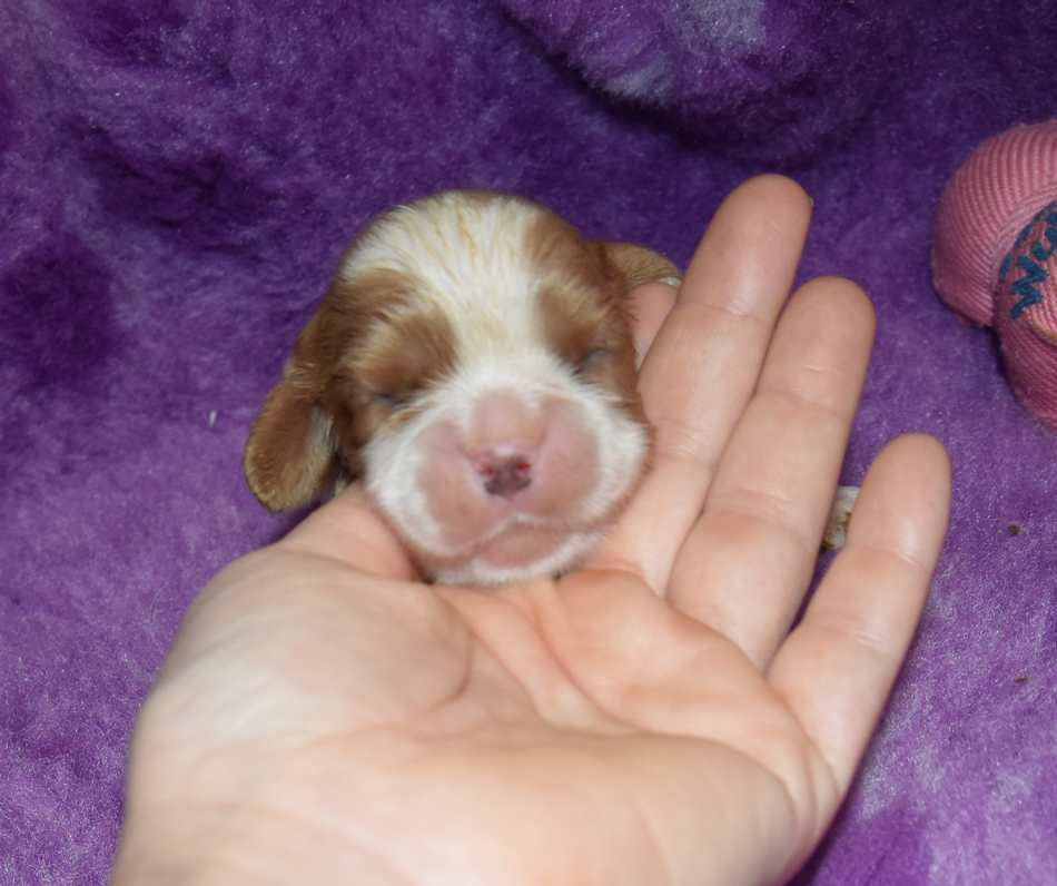 de la maison du ryez - Chiots disponibles - Cavalier King Charles Spaniel