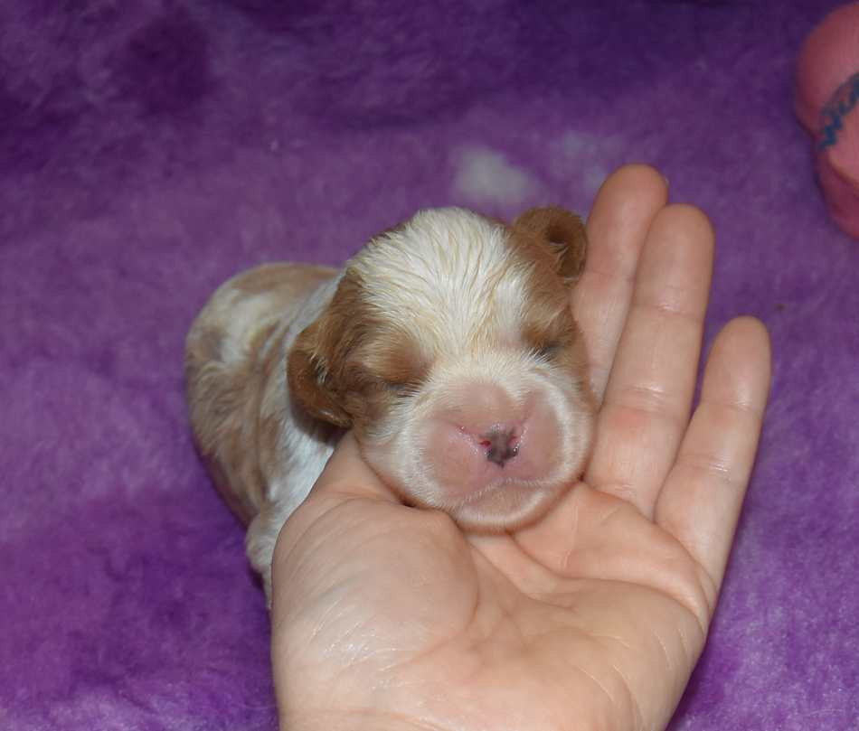 de la maison du ryez - Chiots disponibles - Cavalier King Charles Spaniel