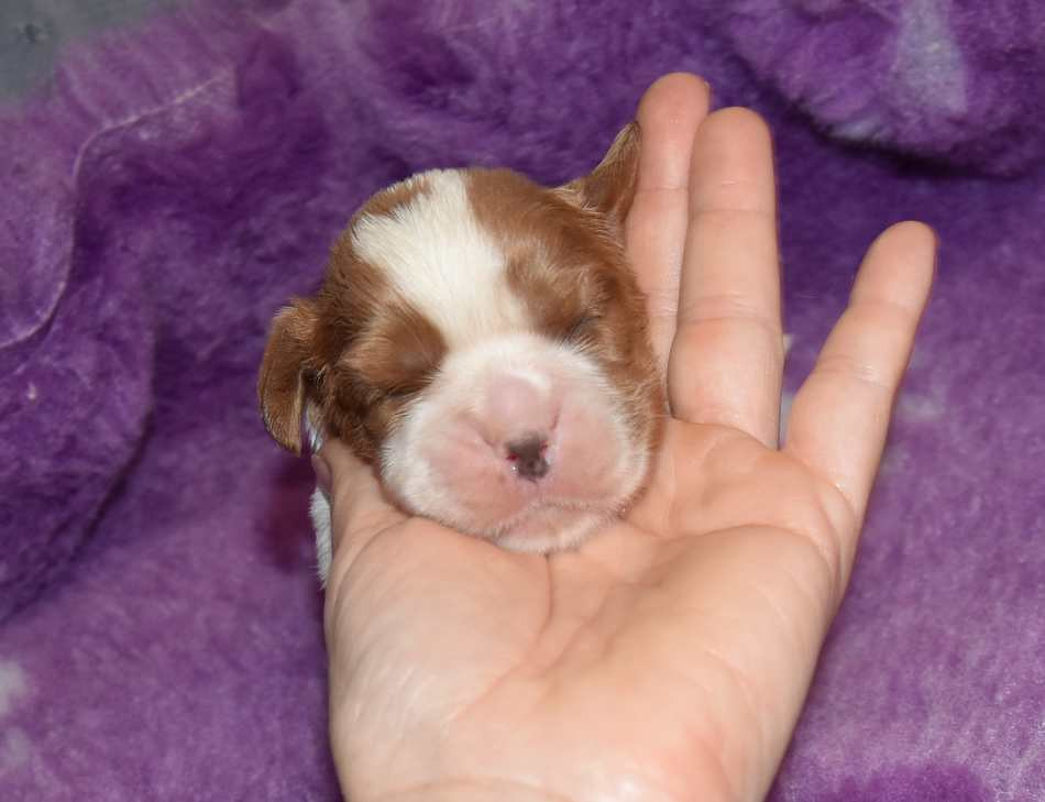 de la maison du ryez - Chiots disponibles - Cavalier King Charles Spaniel