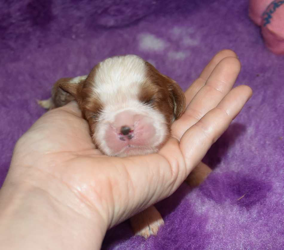 de la maison du ryez - Chiots disponibles - Cavalier King Charles Spaniel