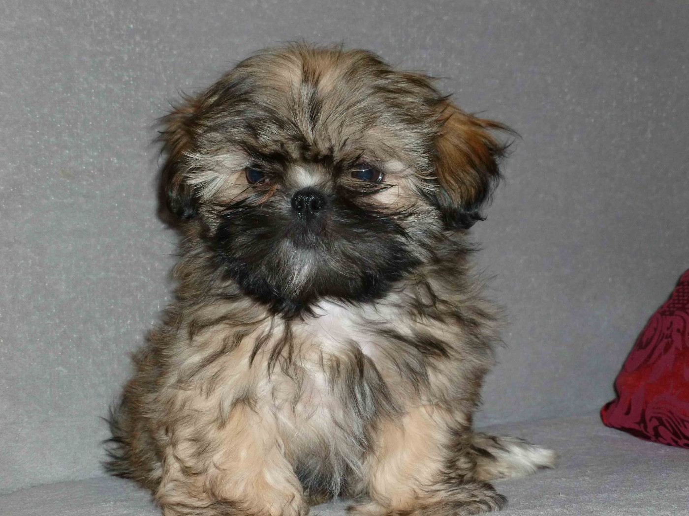 de la maison du ryez - Chiots disponibles - Shih Tzu