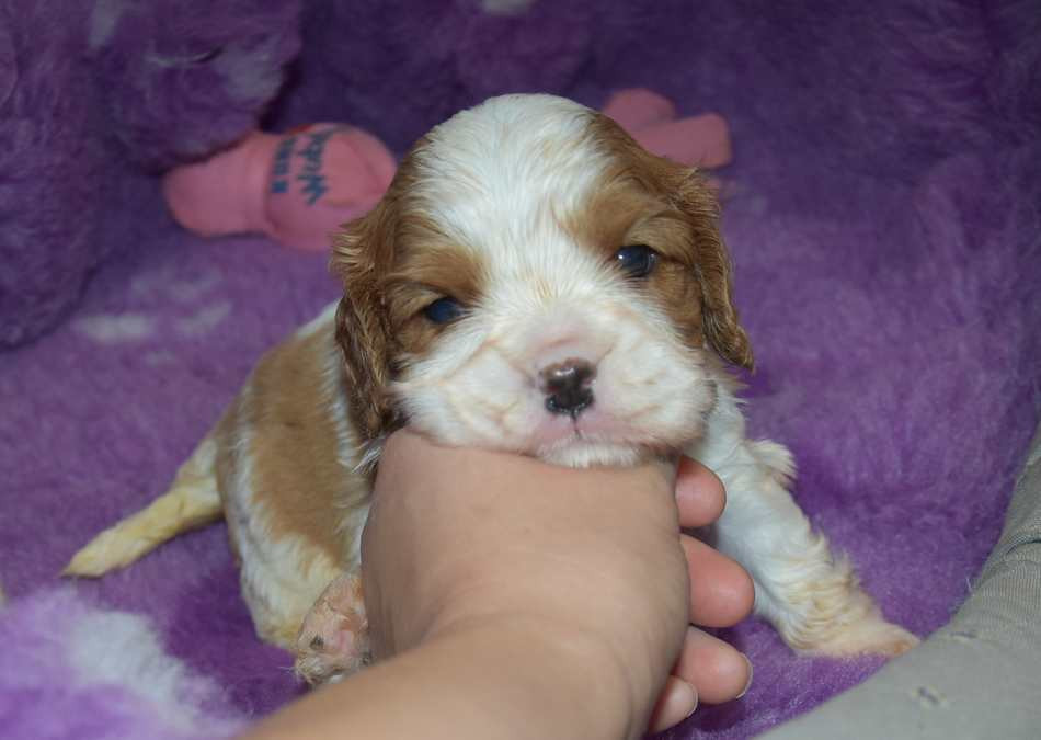 de la maison du ryez - Chiots disponibles - Cavalier King Charles Spaniel