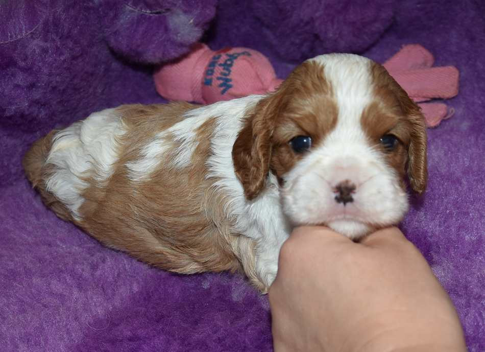 de la maison du ryez - Chiots disponibles - Cavalier King Charles Spaniel