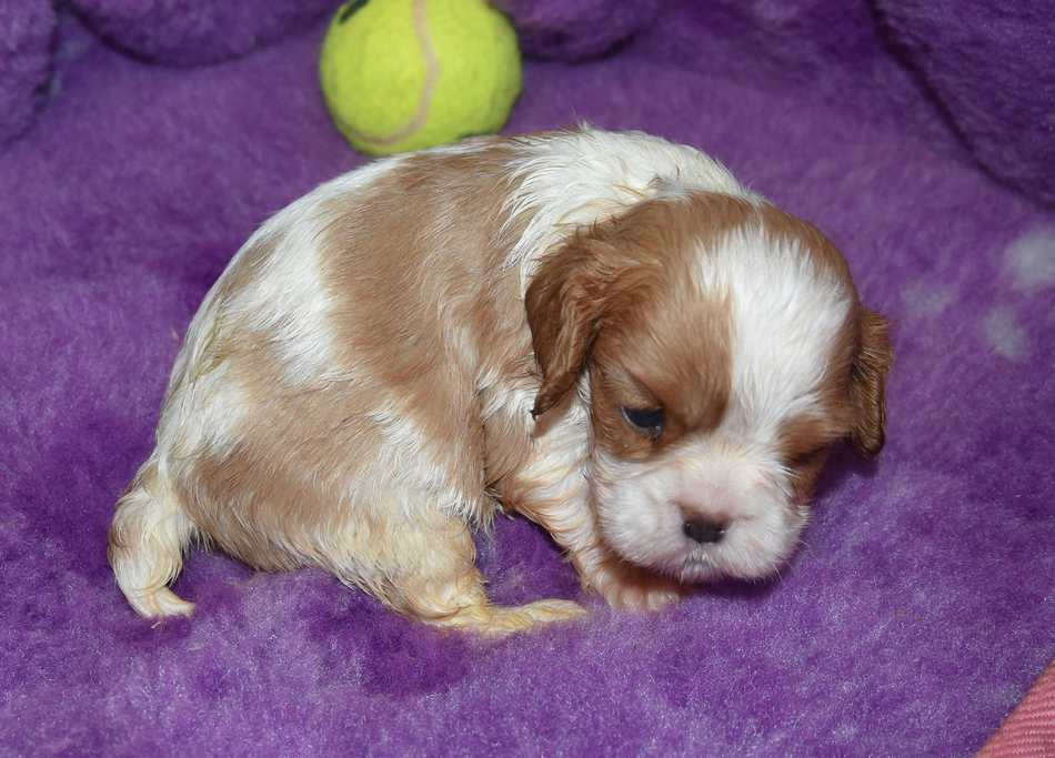 de la maison du ryez - Chiots disponibles - Cavalier King Charles Spaniel