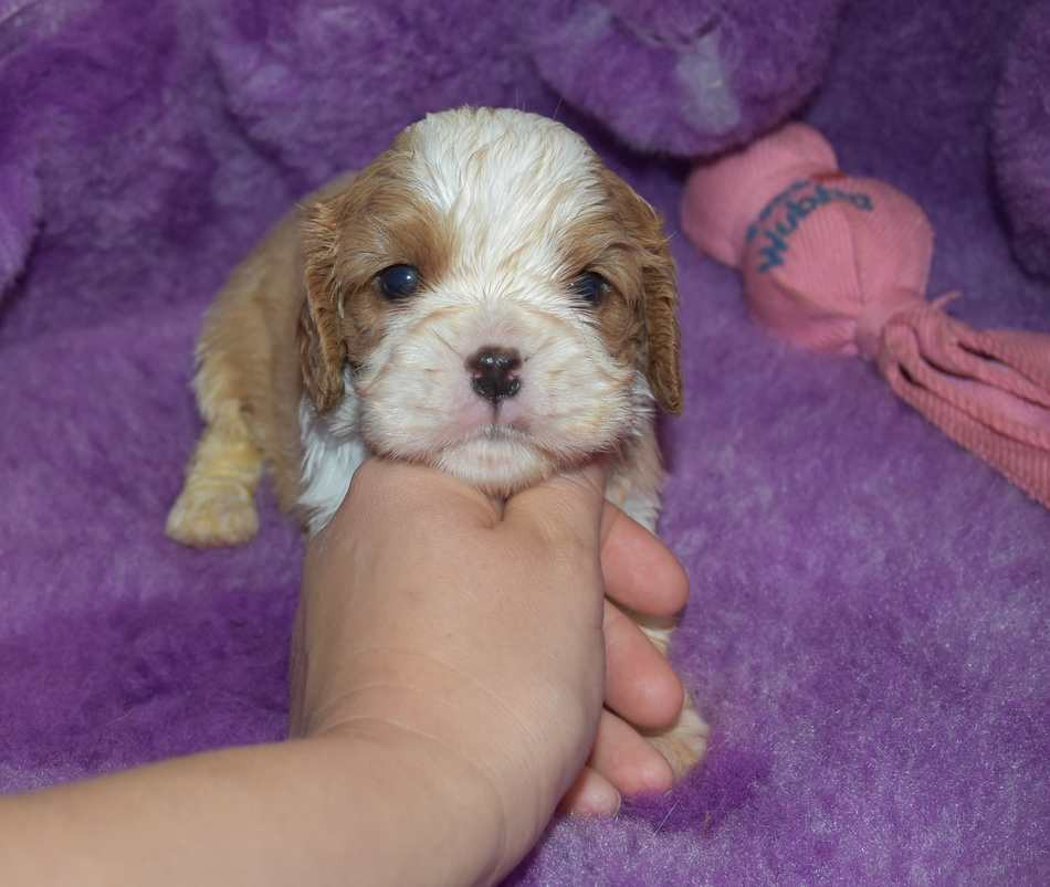 de la maison du ryez - Chiots disponibles - Cavalier King Charles Spaniel