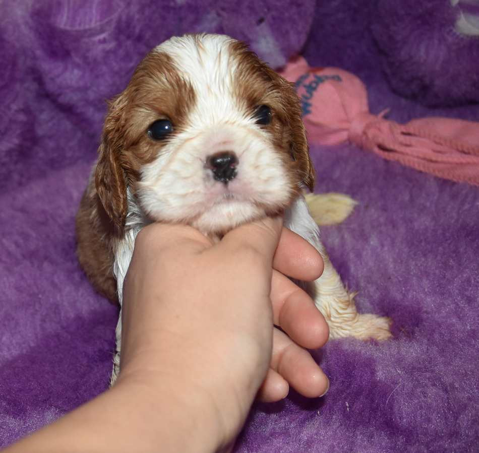 de la maison du ryez - Chiots disponibles - Cavalier King Charles Spaniel