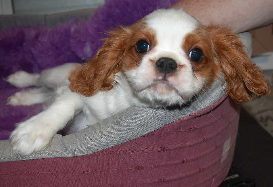 de la maison du ryez - Chiots disponibles - Cavalier King Charles Spaniel