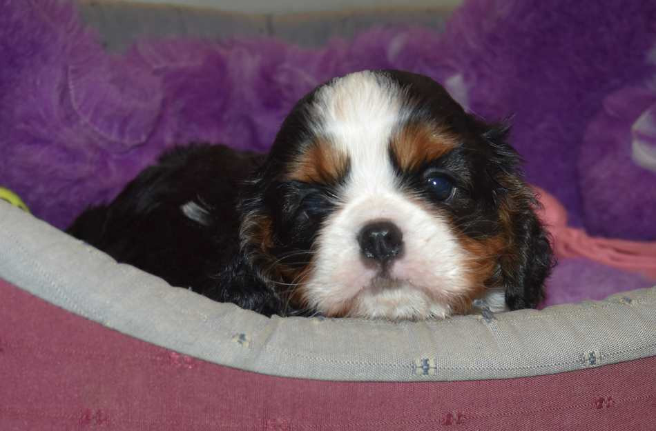 de la maison du ryez - Chiots disponibles - Cavalier King Charles Spaniel