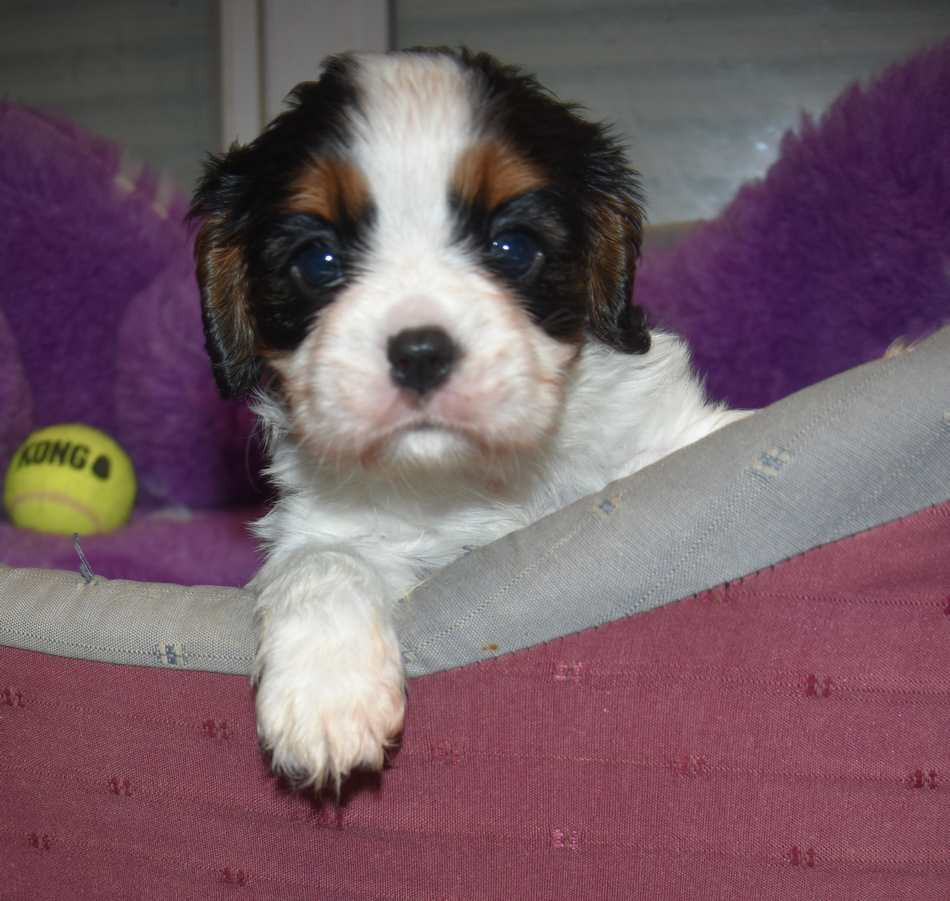 de la maison du ryez - Chiots disponibles - Cavalier King Charles Spaniel