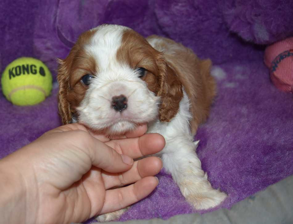 de la maison du ryez - Chiots disponibles - Cavalier King Charles Spaniel
