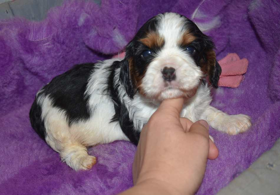 de la maison du ryez - Chiots disponibles - Cavalier King Charles Spaniel