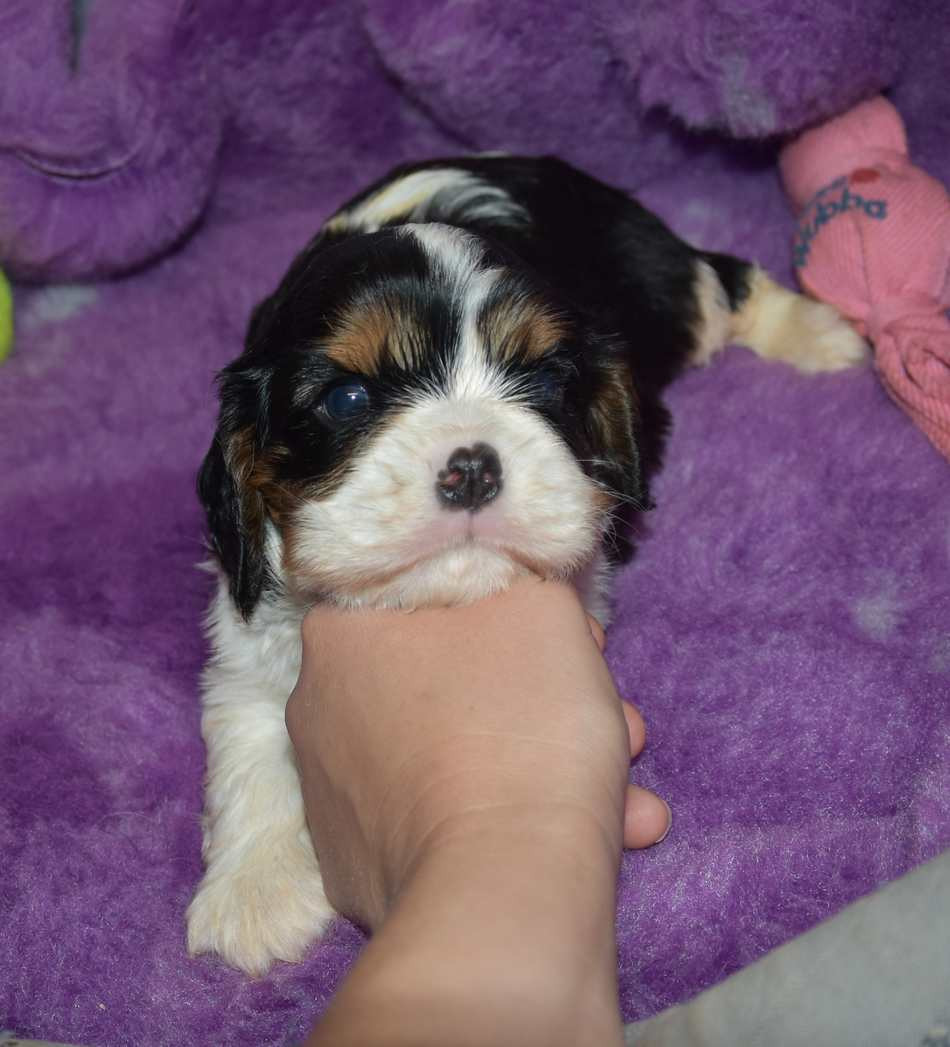 de la maison du ryez - Chiots disponibles - Cavalier King Charles Spaniel