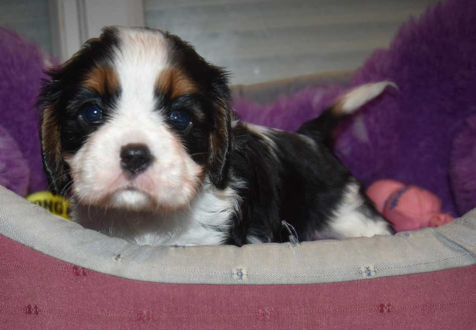 de la maison du ryez - Chiots disponibles - Cavalier King Charles Spaniel