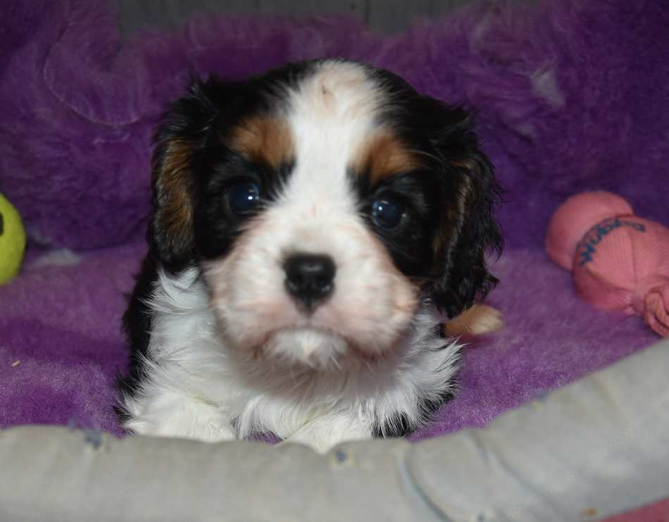 de la maison du ryez - Chiots disponibles - Cavalier King Charles Spaniel