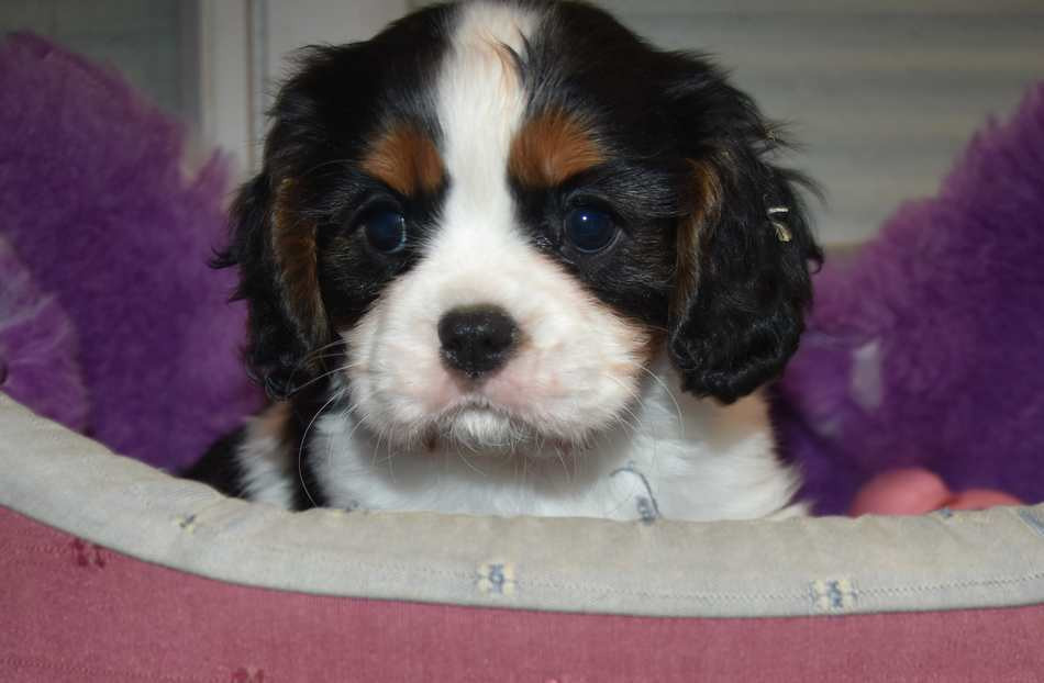 de la maison du ryez - Chiots disponibles - Cavalier King Charles Spaniel